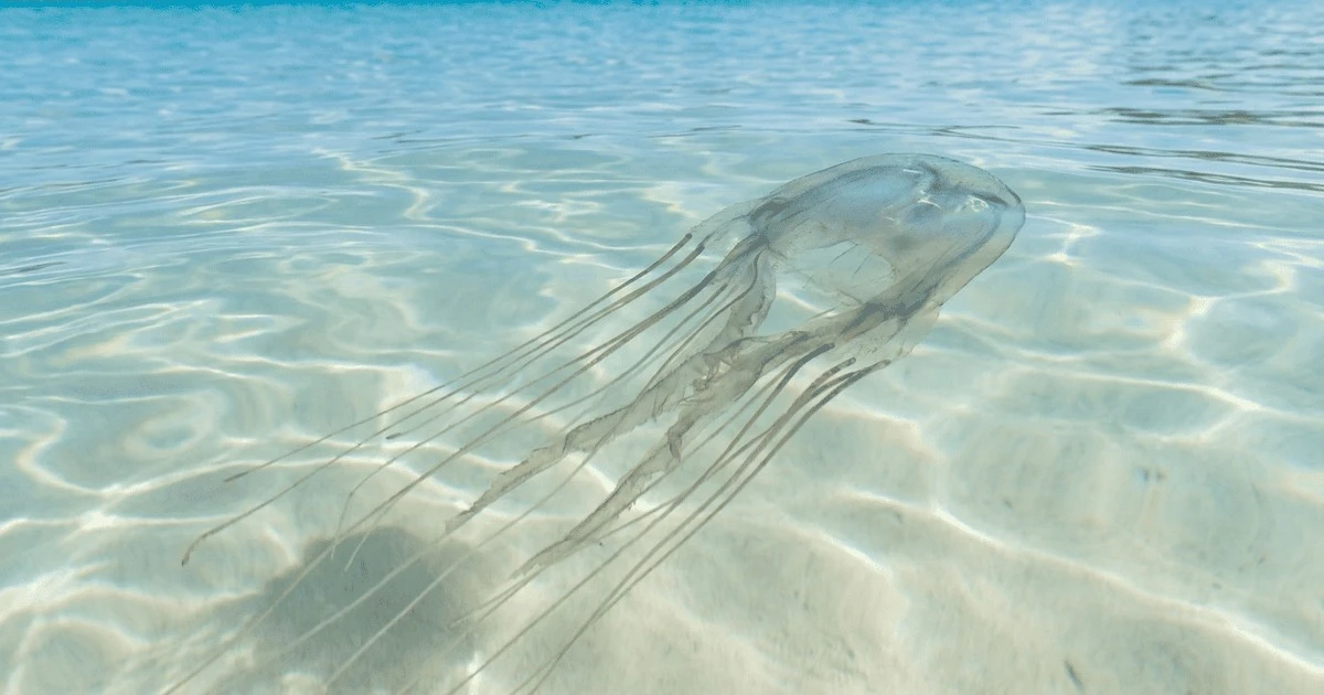 Cuidado con la criatura marina diminuta más peligrosa del océano, no el tiburón.