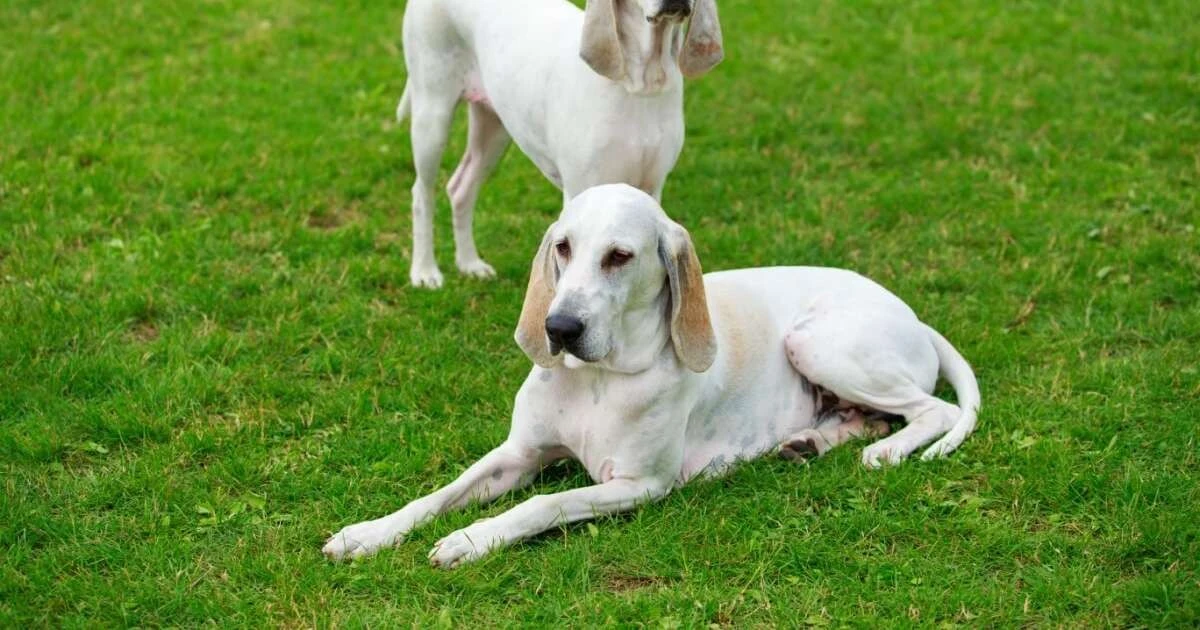 El Billy: el Perro Francés con un Linaje Noble que Pocos Conocen