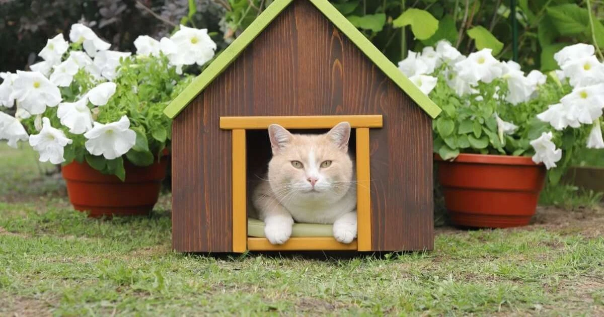 7 diferencias increíbles entre tu gato y los grandes felinos salvajes