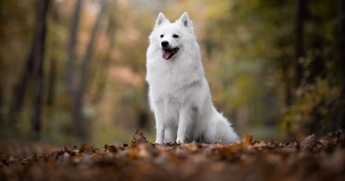 Spitz: Los 7 perros con cara de "osito" que conquistan cualquier corazón