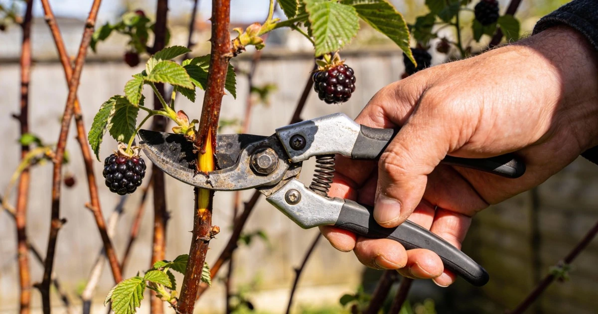 Poda experta: Convierta su mora silvestre en una fuente de dulzura inagotable