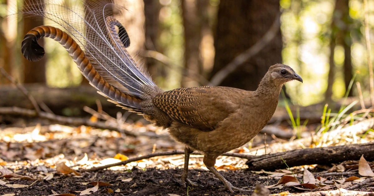 El ave que imita todos los sonidos del bosque con maestría vocal