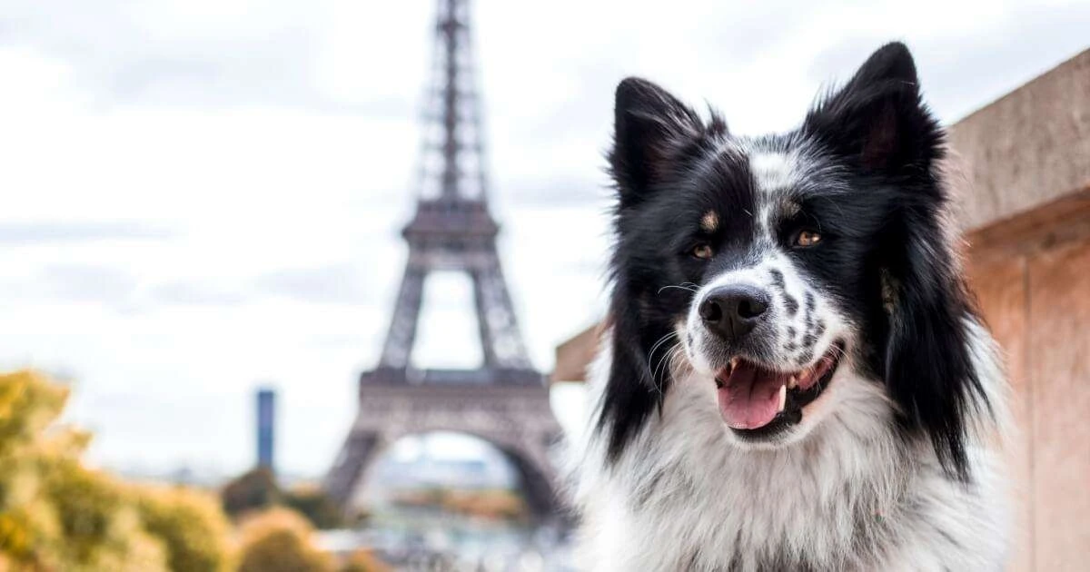 10 nombres de perros inspirados en lugares del mundo: ¡Descubre el perfecto para tu compañero!