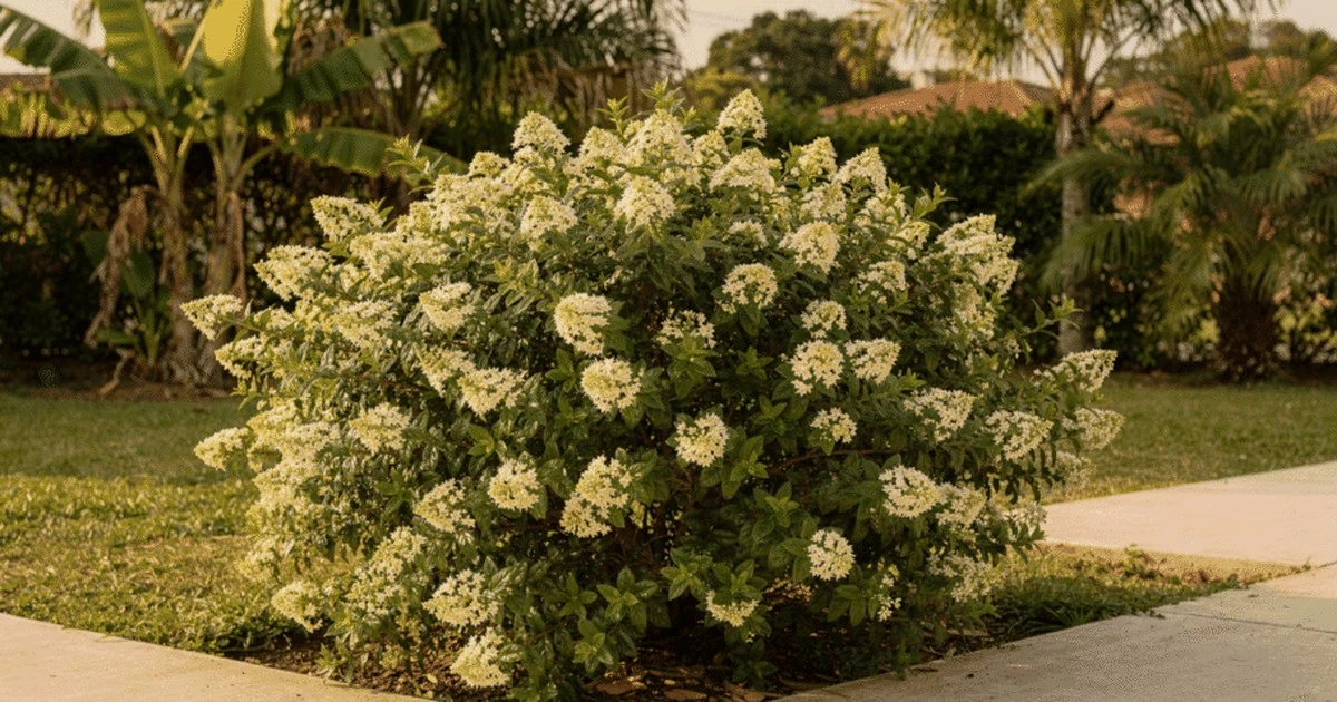 ¿Adiós Hortensias? El Arbusto Que Está Robando Flores Y Suspiros En Los Jardines