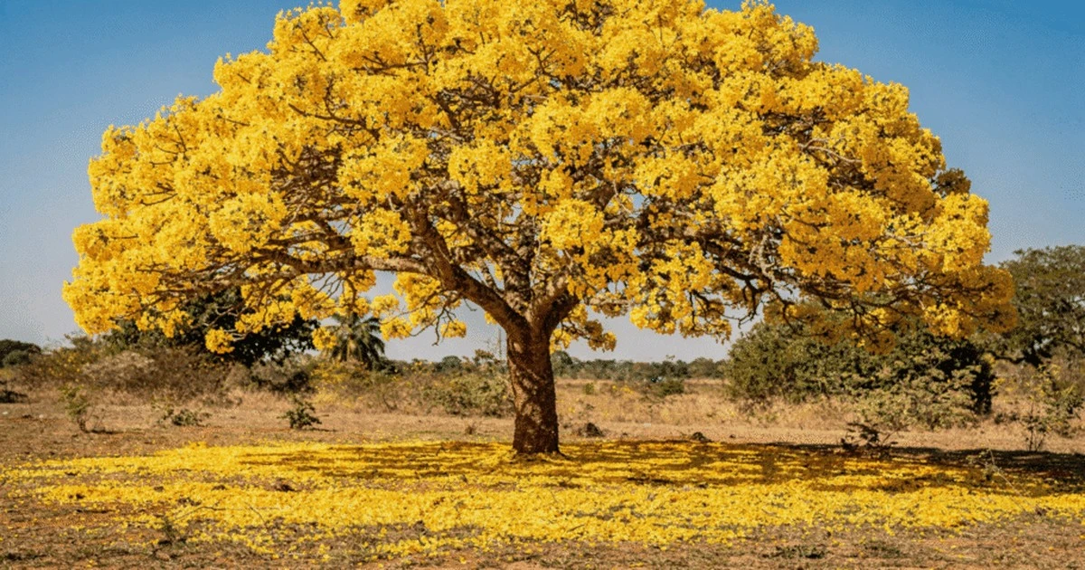 Plante este "raio de sol" y convierta su jardín en un tapete dorado que contagia alegría a los vecinos