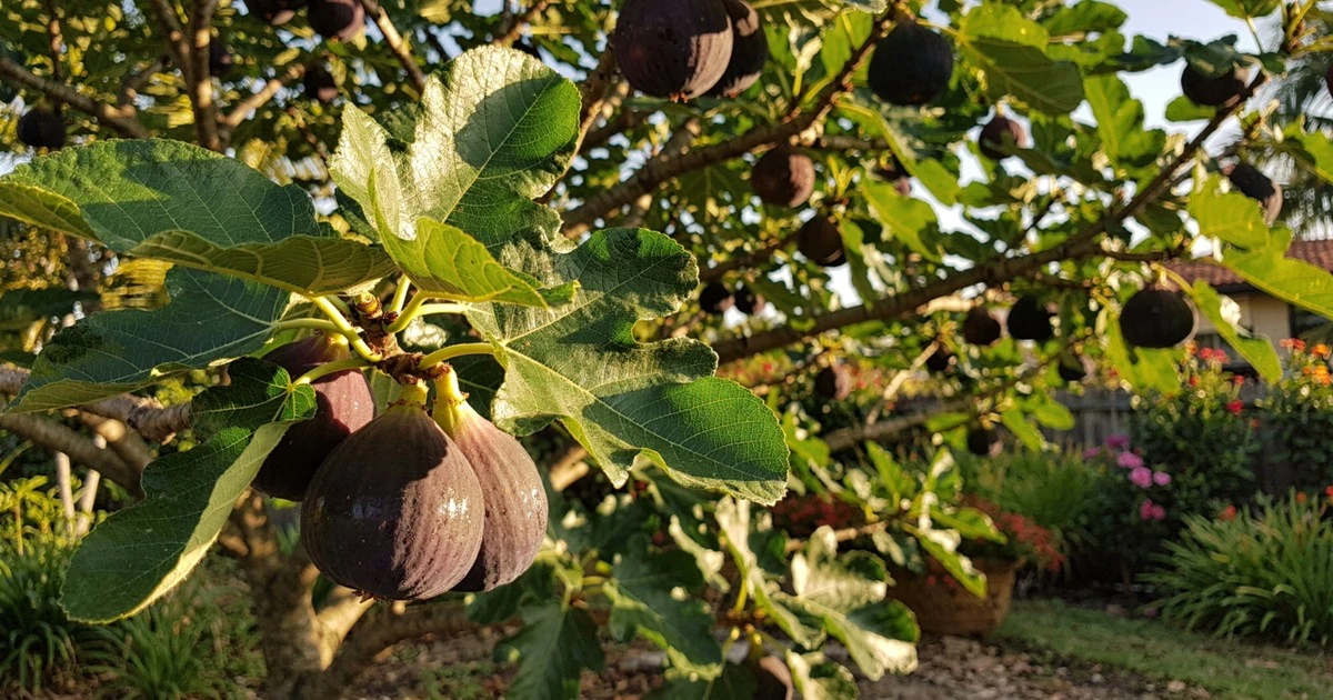 El secreto de higos dulces: cómo cultivar la "bolsa de miel silvestre" en tu árbol