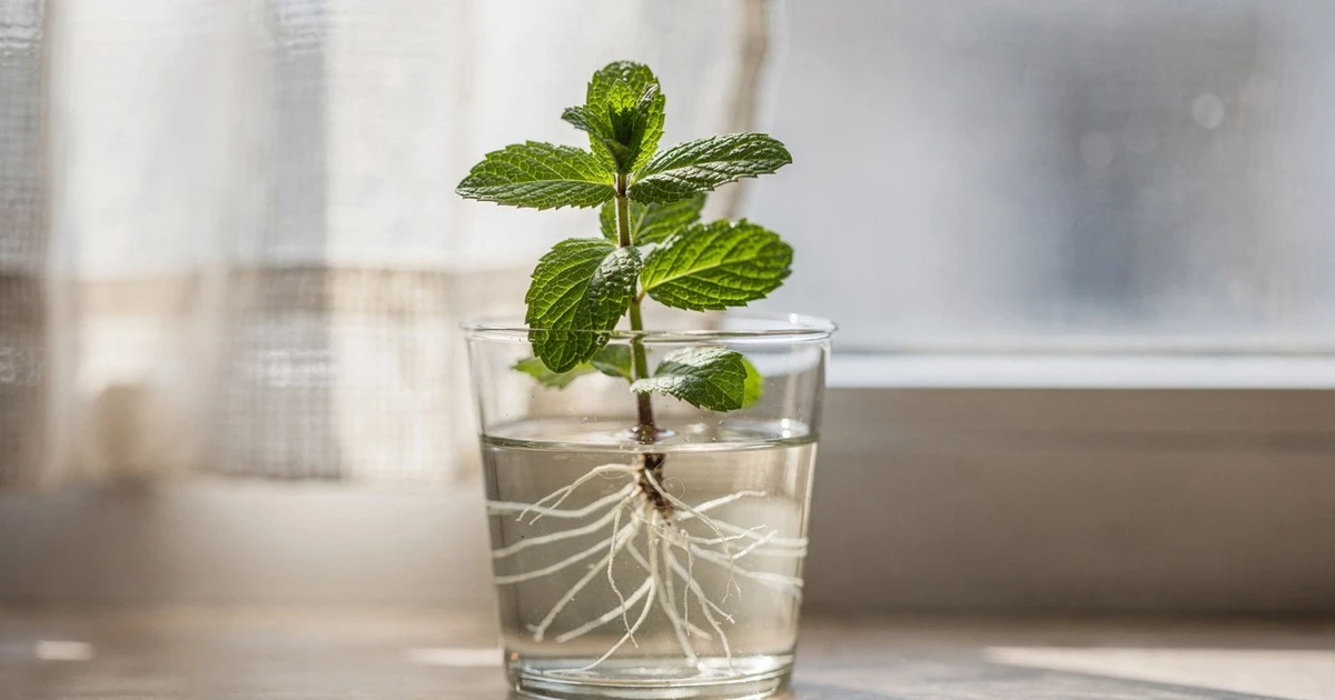 El truco casero que hará crecer tu menta en días (y hasta parece magia)