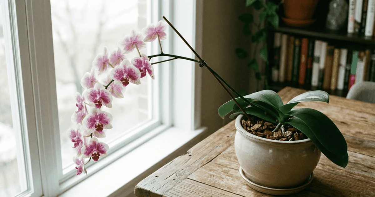 Phalaenopsis vs. Cattleya: ¿cuál orquídea sobrevive realmente en tu apartamento?