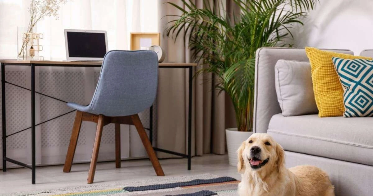 5 secretos de decoración para que tu hogar sea un paraíso pet friendly