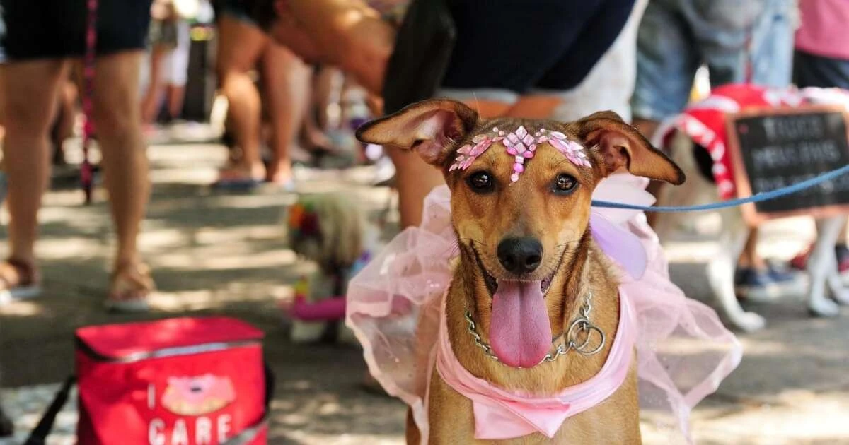 3 cuidados esenciales para que tu mascota disfrute del Carnaval sin riesgos