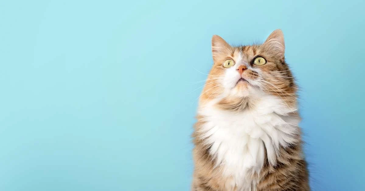 ¿Por qué mi gato mira fijamente a la nada? La ciencia detrás de su mirada extraña