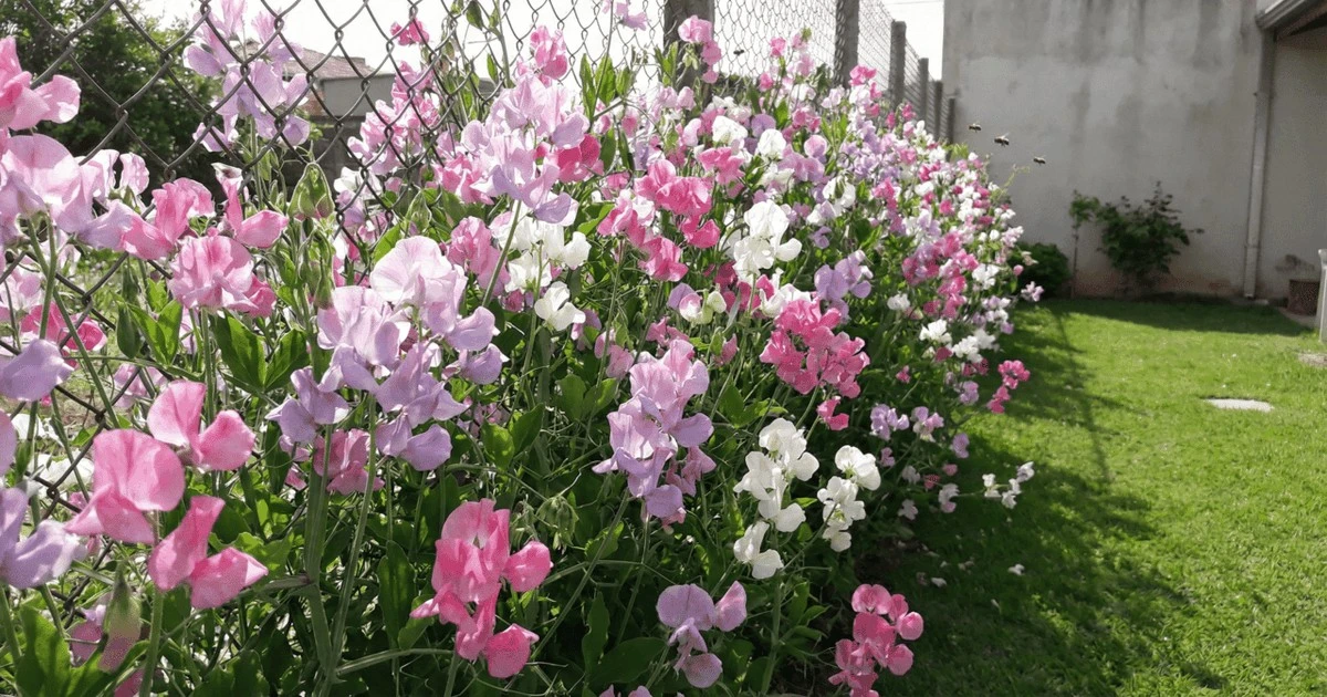 La planta secreta que repele plagas y perfuma tu jardín