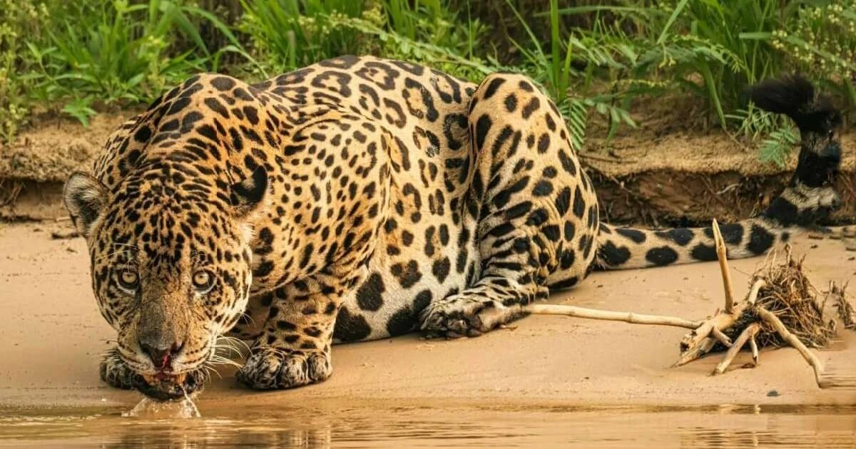 7 diferencias que hacen que leopardos y jaguares sean innegablemente distintos