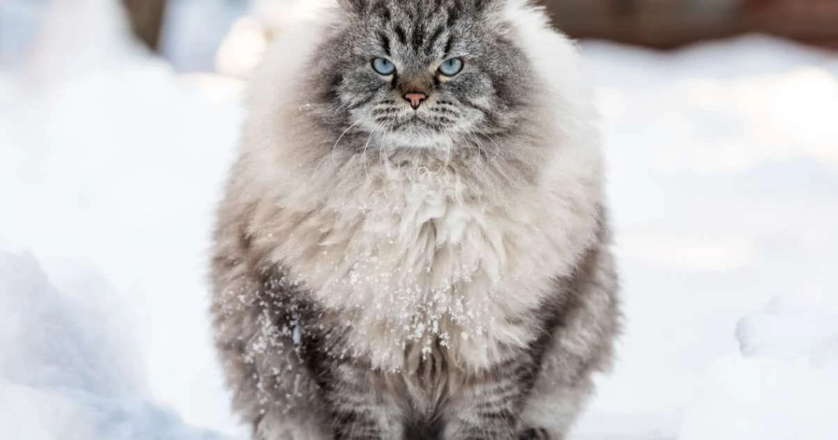 5 Razas de Gatos Rusas que te Sorprenderán con su Encanto Único