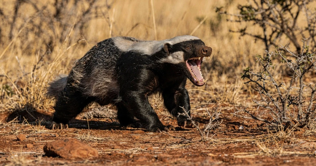 El tejón melero: El guerrero imparable que desafía a leones y elefantes