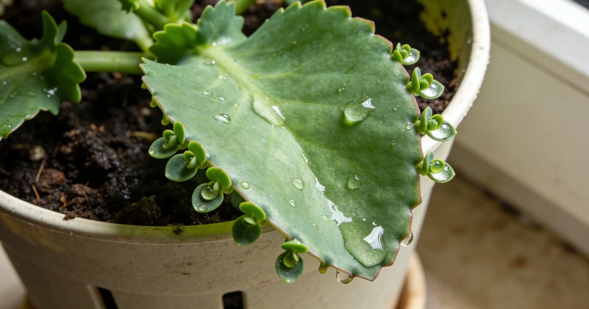 Por qué tu planta "llora" gotas por las hojas: la verdad detrás del fenómeno
