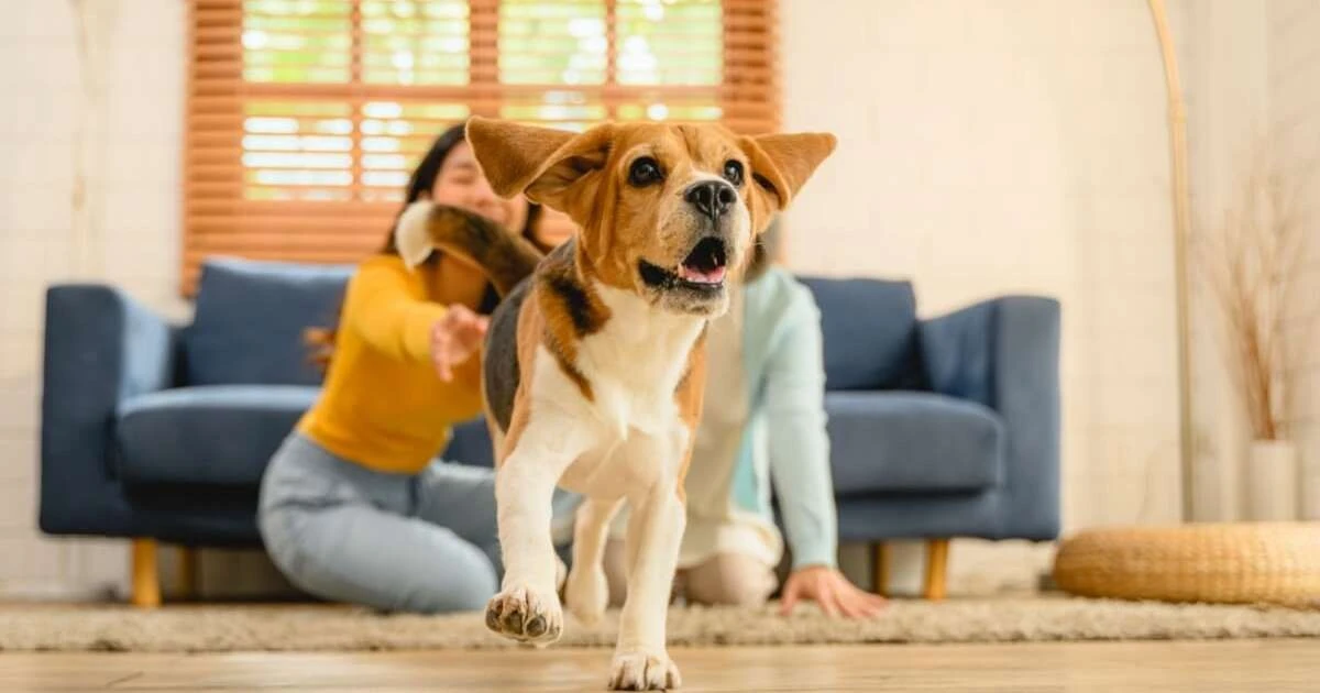 7 señales de que tu perro podría tener TDAH