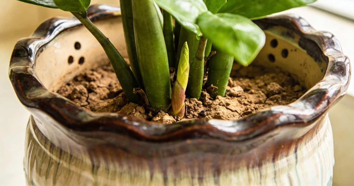 Por qué tu zamioculca no saca hojas nuevas (y la solución en 3 meses)