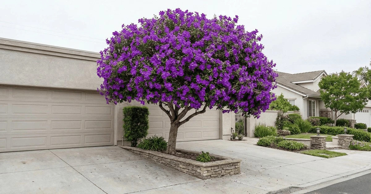 A quaresmeira: a árvore elegante que floresce duas vezes e não destrói sua garagem