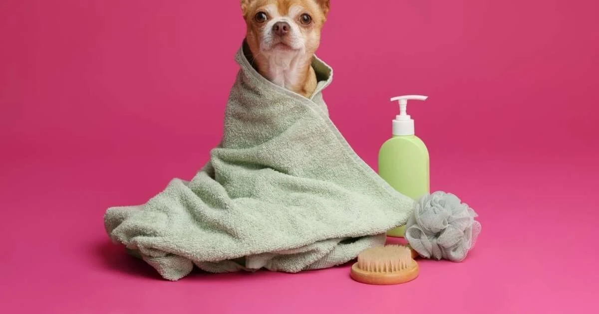 4 errores comunes al bañar a tu mascota y cómo evitarlos