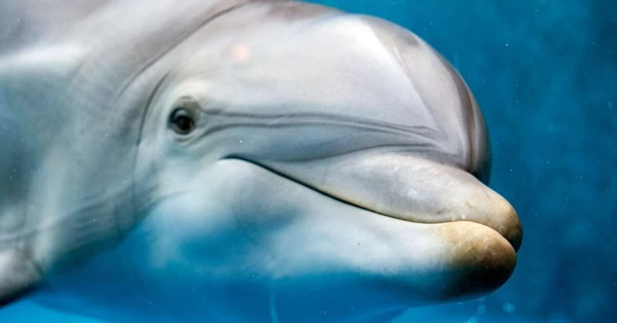 10 hechos sobre delfines que demuestran su asombrosa inteligencia