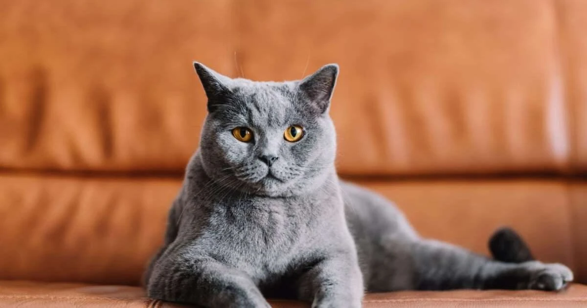 6 Razas de Gatos Originarias del Reino Unido: Más Allá de la Realeza