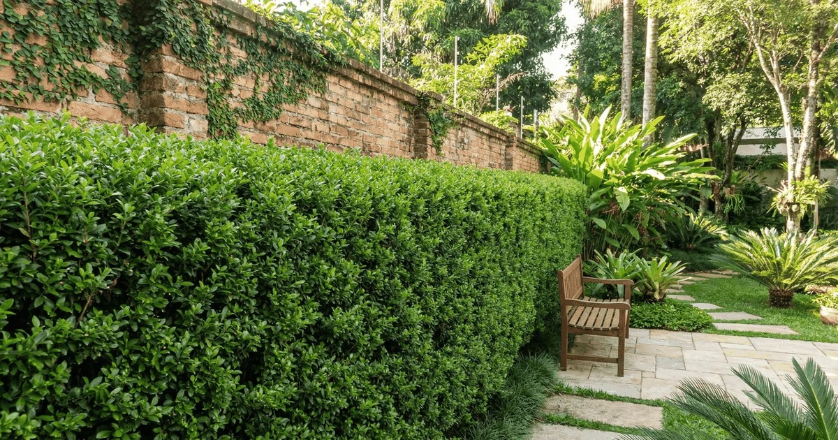 El arbusto perfecto para tu jardín que no invade al vecino, crece rápido y ahuyenta insectos