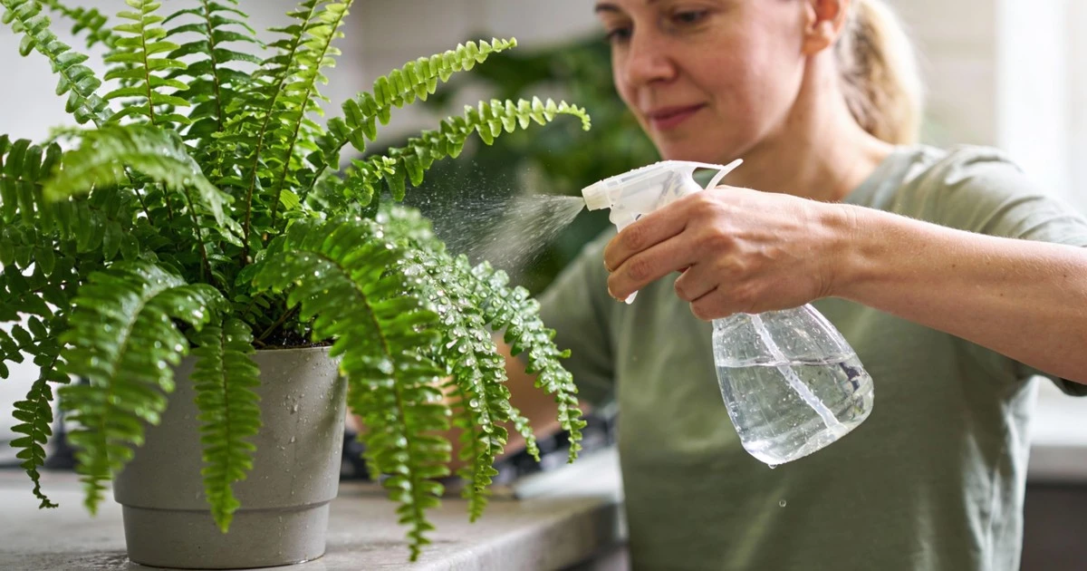 El secreto del pulverizador para revivir tu helecho moribundo