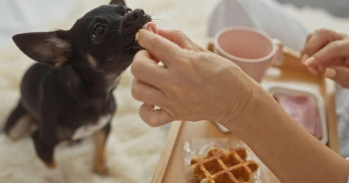 Por qué tu comida diaria puede ser letal para tu mascota