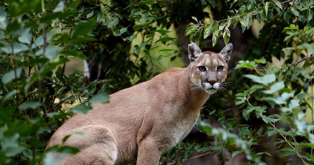 10 cosas sobre pumas que te harán mirarlos con otros ojos