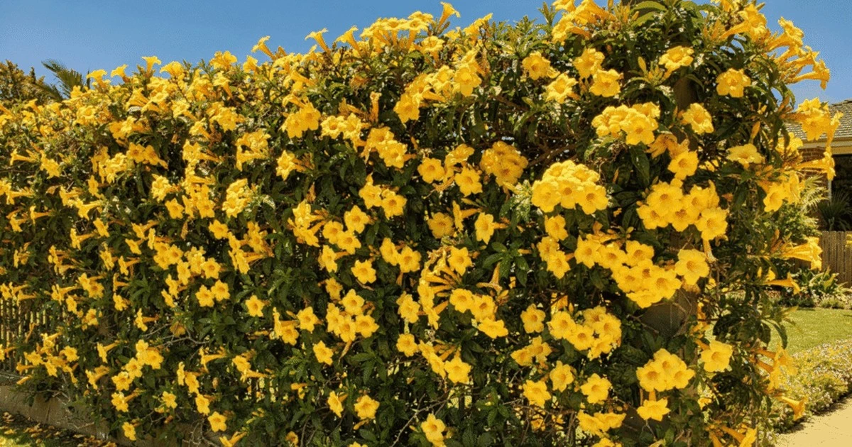 Alamanda: Transforma tus cercas en cascadas de oro amarillo