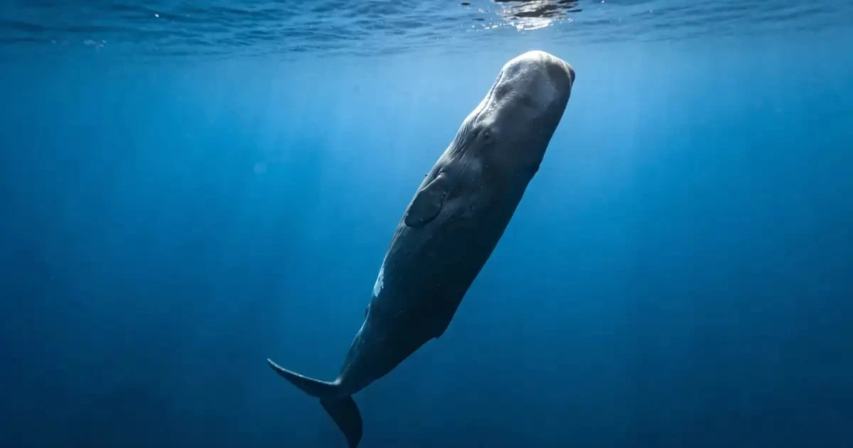 Cachalotes duermen de pie: la alucinante escena de ciencia ficción que ocurre en el océano