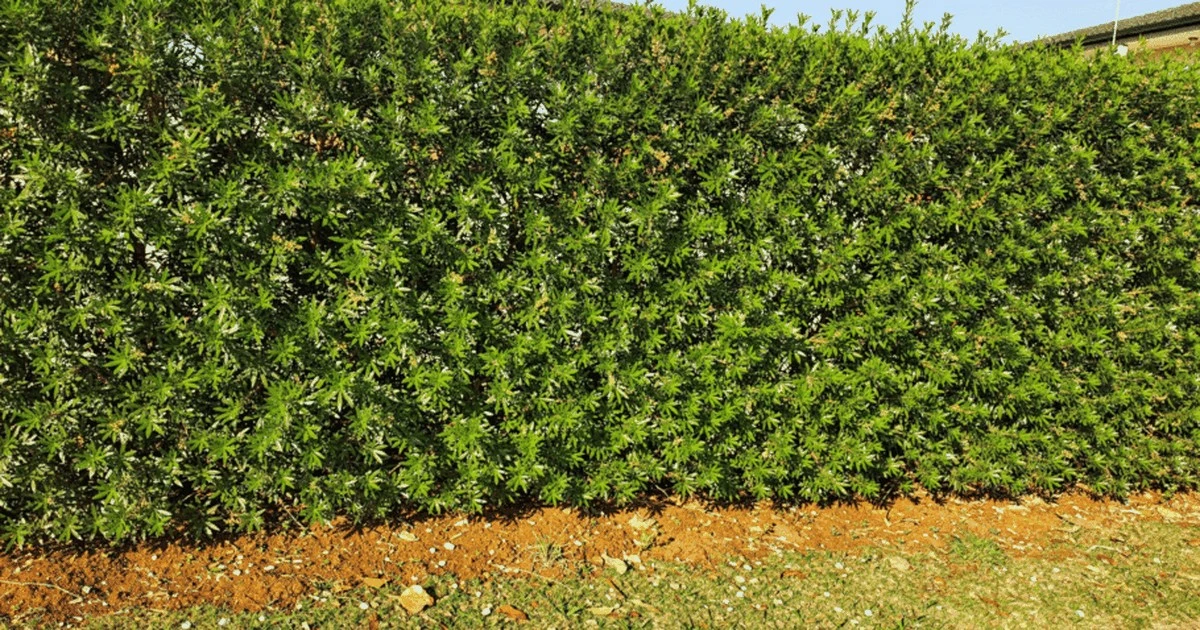 Árbol que crece volando: Tu valla viva de privacidad instantánea