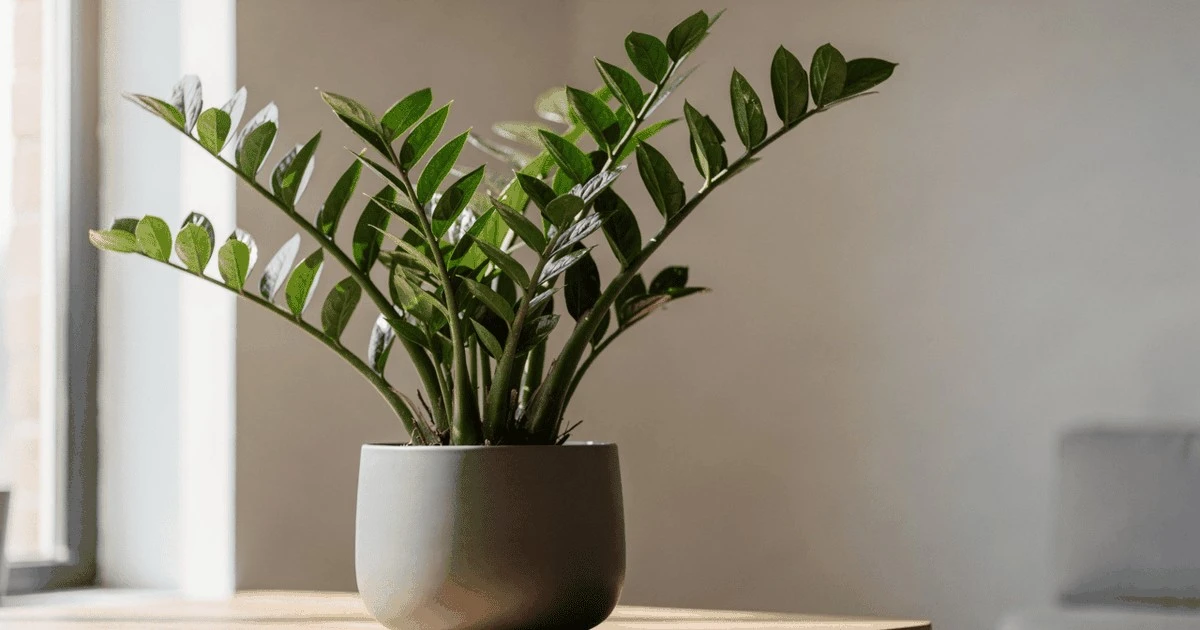 El secreto del café para revivir tu zamioculca amarilla