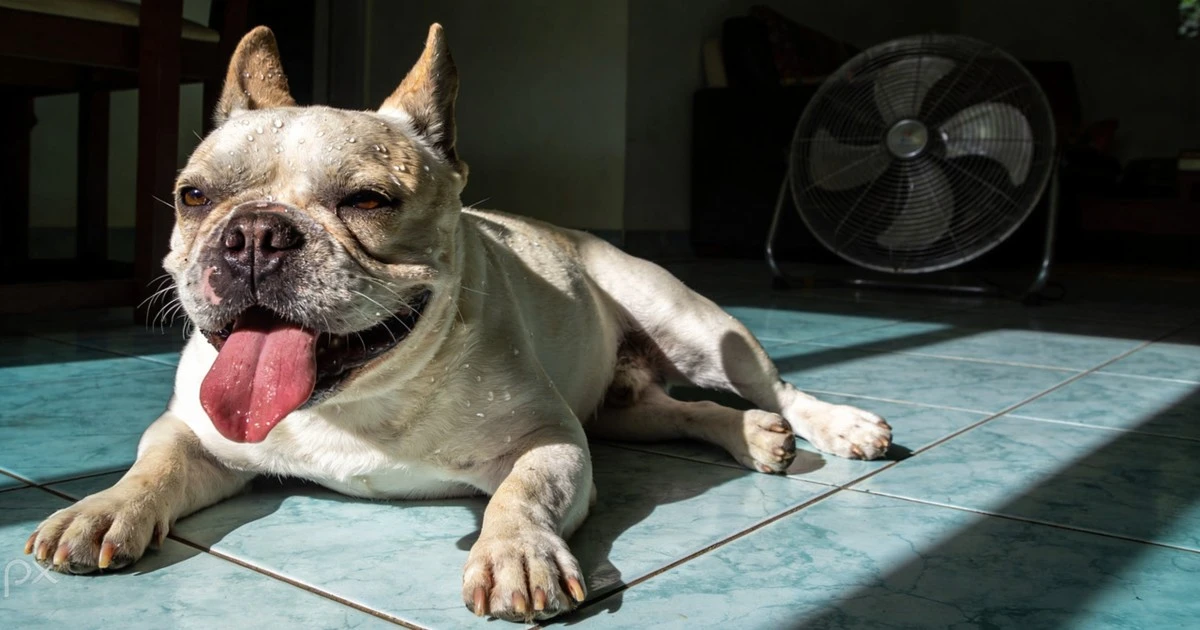 ¿Deberías dejar el aire acondicionado encendido para tus mascotas todo el día?