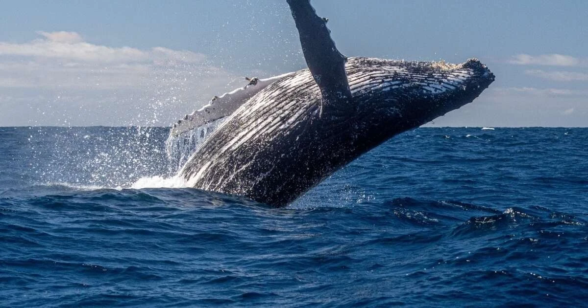 7 datos asombrosos sobre las ballenas jorobadas que te dejarán sin aliento