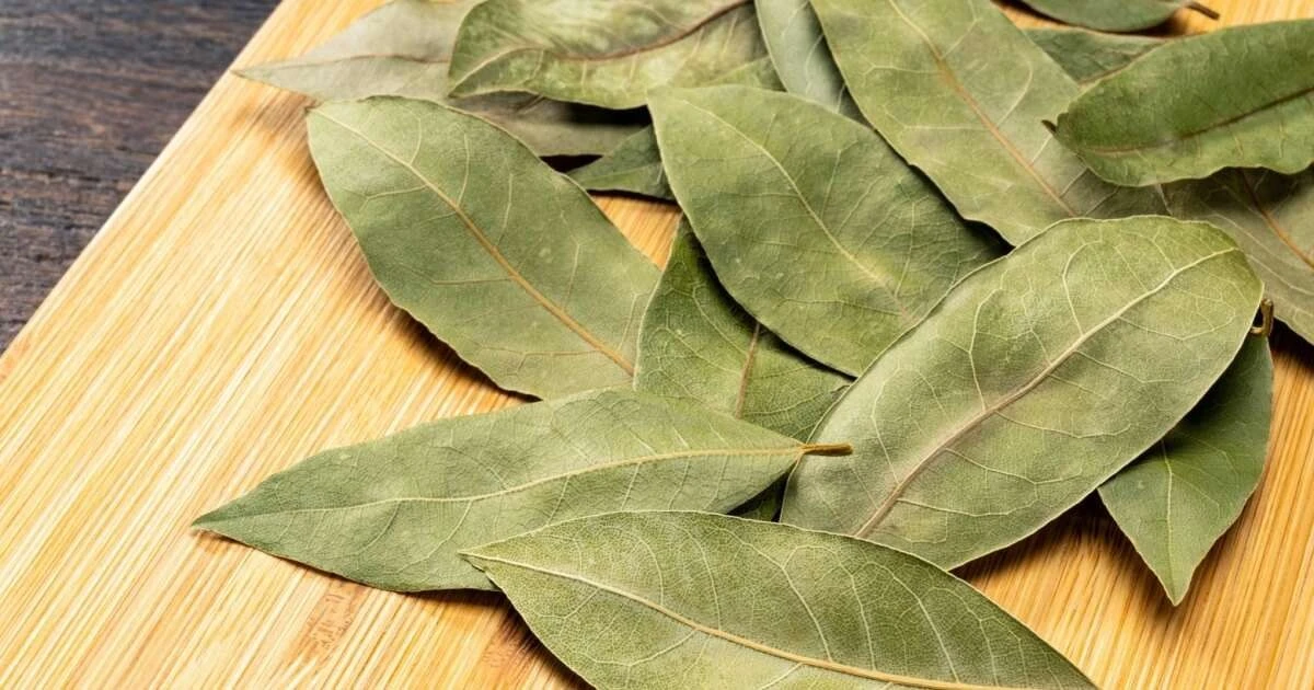 4 Rituales con Laurel para Atraer la Suerte Este Mes