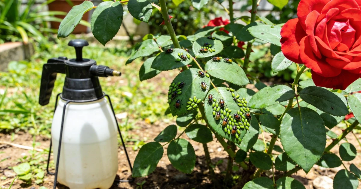Adiós a los químicos: El truco de abuela para proteger tus plantas de las plagas