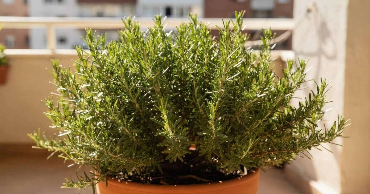 Descubre dónde colocar el romero para atraer prosperidad en casa este año