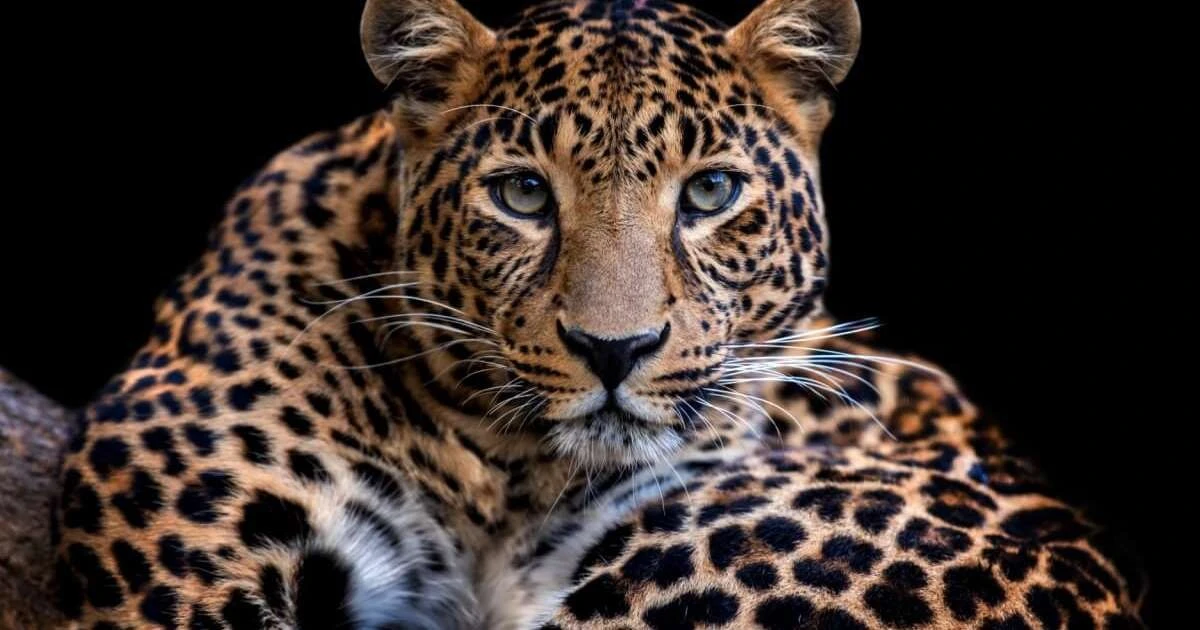 Leopardos: 10 secretos que no sabías de estos sigilosos cazadores