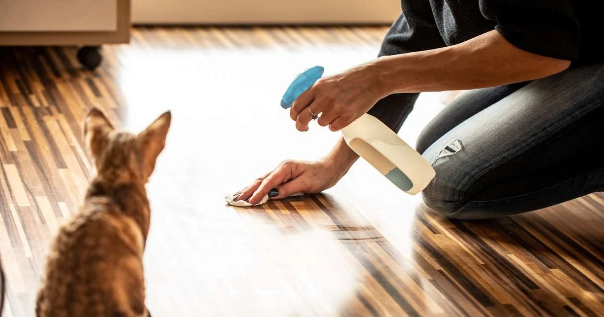 El truco casero definitivo para decir adiós al olor a orina de gato