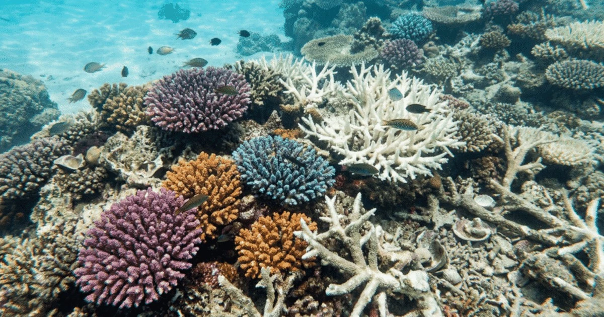 Científicos de Okinawa encuentran el "disparador de la muerte" oceánica y advierten: la extinción masiva se repite en 2026