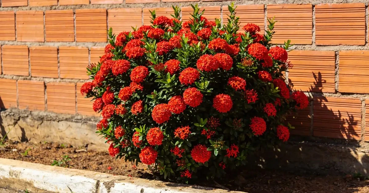 La Duelo de Jardín: Ixora vs. Morera, ¿Cuál Reina en Resistencia?