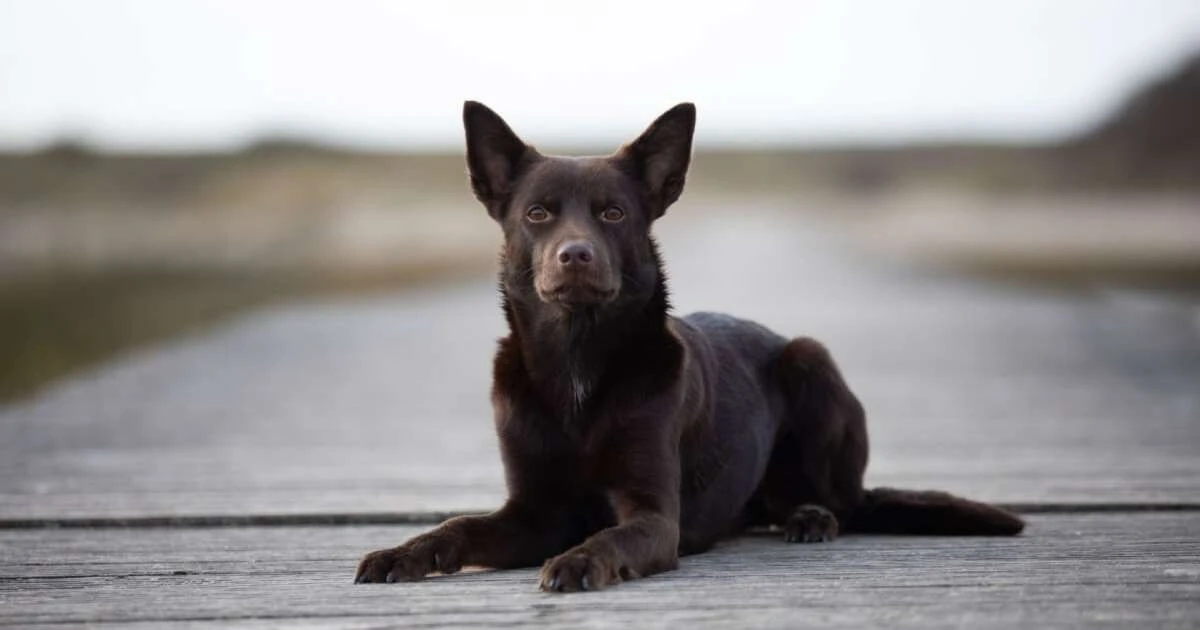 Por qué los gardeners expertos ponen esponjas al fondo de las macetas