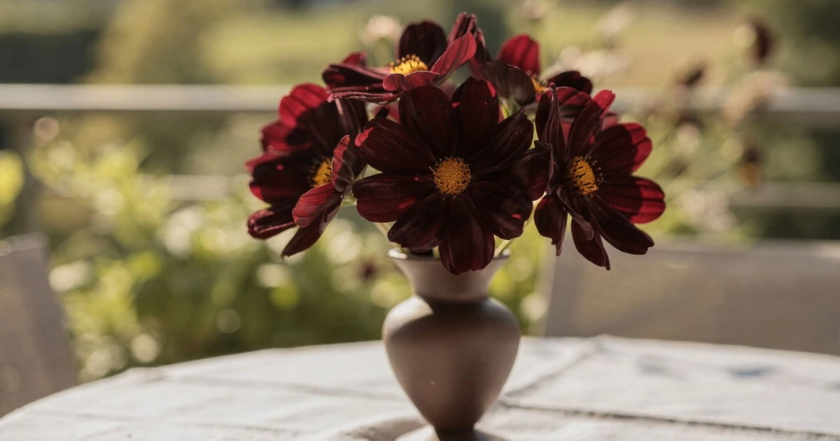 La planta que perfuma tu hogar a chocolate y todos quieren tener
