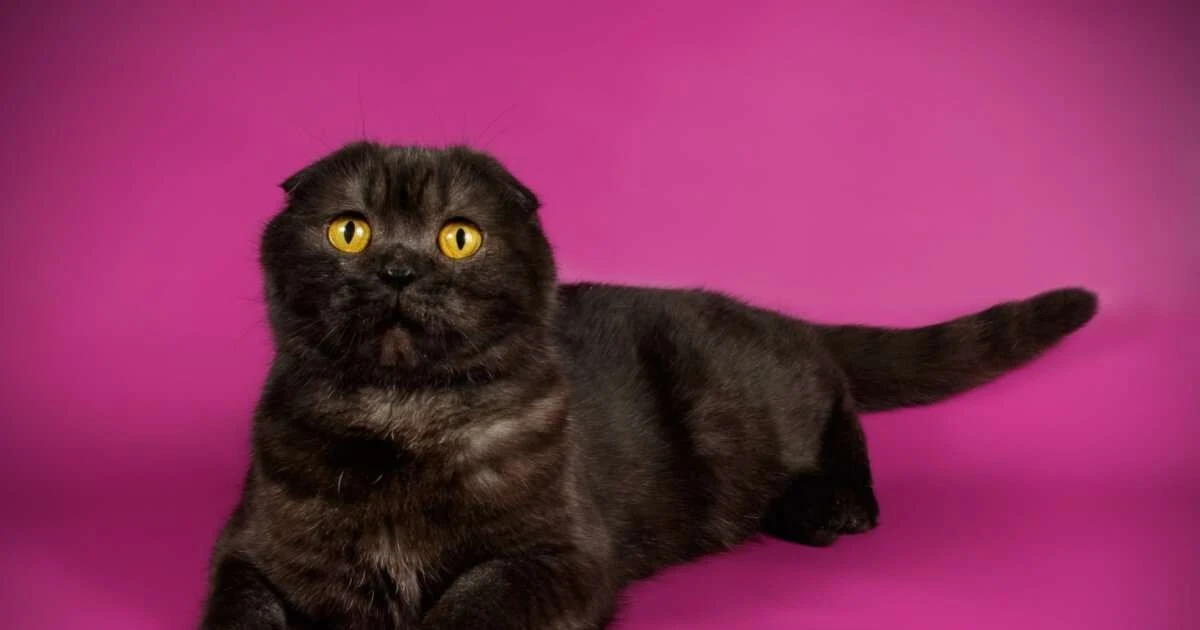 7 razas de gatos negros que te robarán el corazón