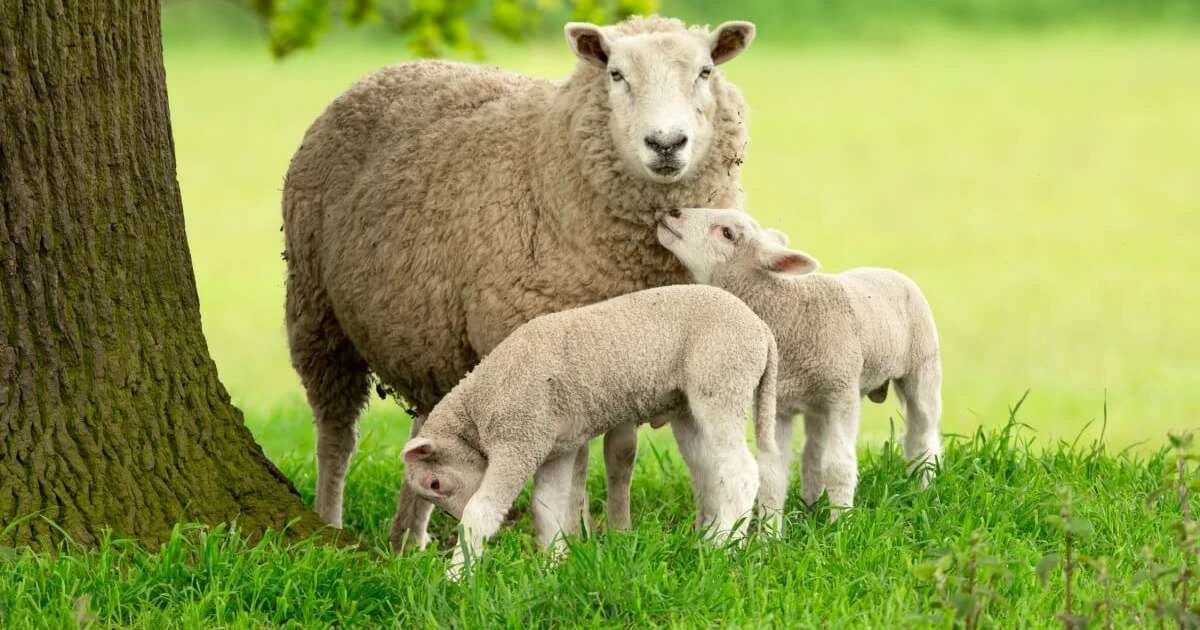 7 sorprendentes cosas sobre las ovejas que quizás no sabías