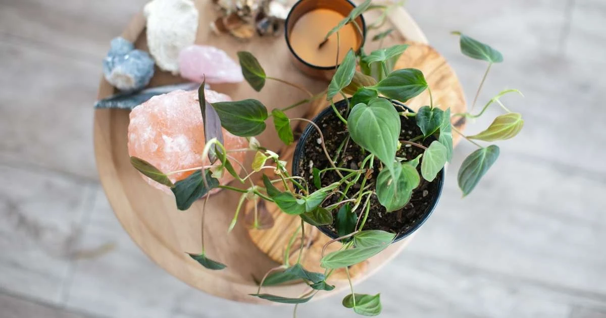 Plantas de interior: las 5 especies de Feng Shui que atraen prosperidad y calma a tu hogar