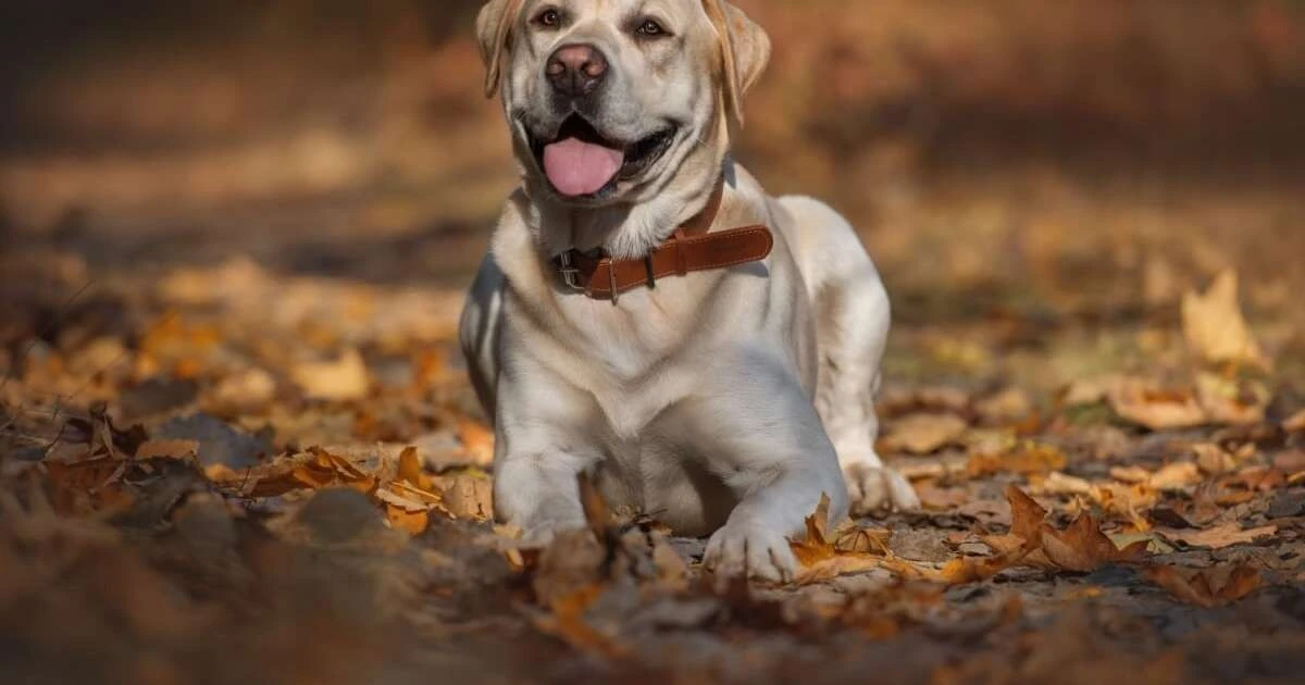 Cómo los nombres de tus películas favoritas pueden darle a tu perro una personalidad única