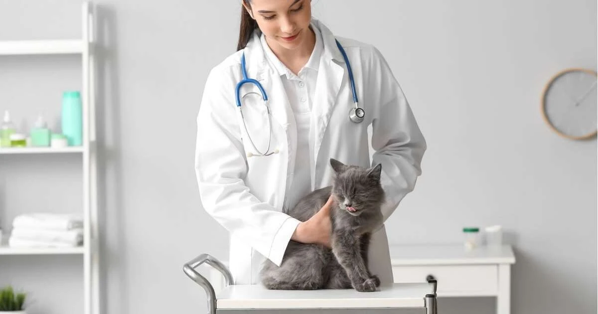 5 síntomas silenciosos de enfermedad renal en gatos que todo dueño debe conocer